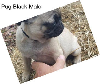 Pug Black Male