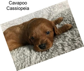 Cavapoo Cassiopeia