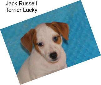 Jack Russell Terrier Lucky