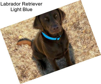 Labrador Retriever Light Blue