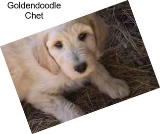 Goldendoodle Chet