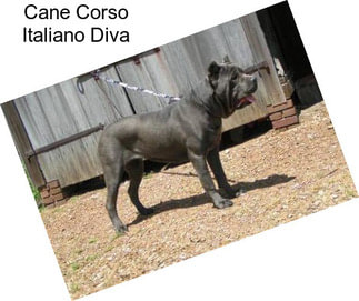 Cane Corso Italiano Diva