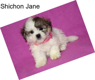 Shichon Jane