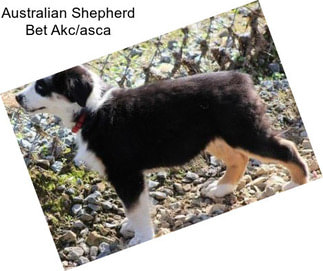 Australian Shepherd Bet Akc/asca