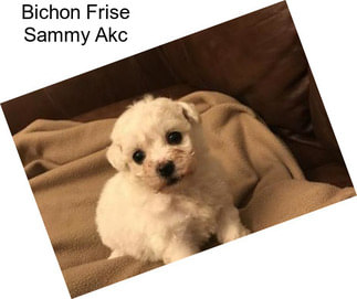 Bichon Frise Sammy Akc