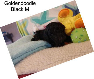 Goldendoodle Black M
