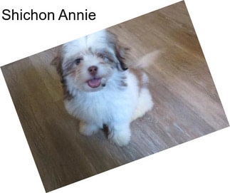 Shichon Annie