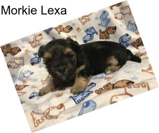 Morkie Lexa