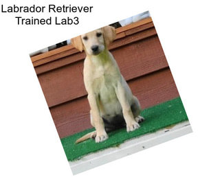 Labrador Retriever Trained Lab3