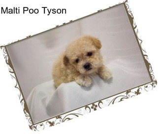 Malti Poo Tyson