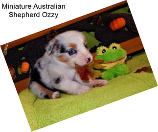 Miniature Australian Shepherd Ozzy