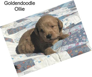 Goldendoodle Ollie