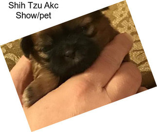 Shih Tzu Akc Show/pet