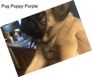 Pug Puppy Purple