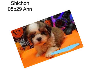 Shichon 08b29 Ann