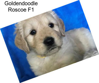 Goldendoodle Roscoe F1