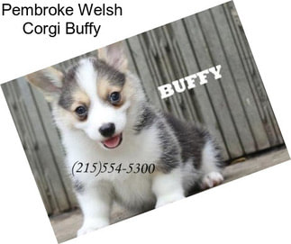 Pembroke Welsh Corgi Buffy