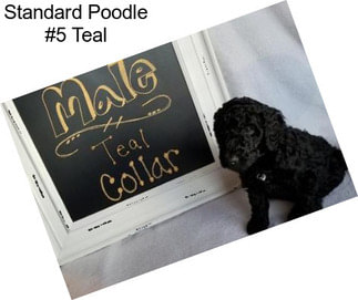 Standard Poodle #5 Teal