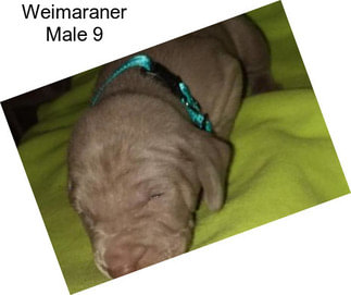 Weimaraner Male 9