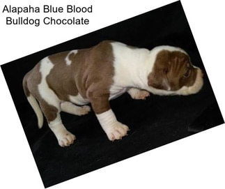 Alapaha Blue Blood Bulldog Chocolate