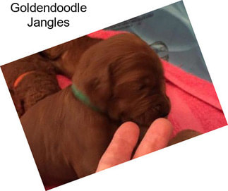 Goldendoodle Jangles