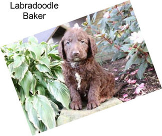 Labradoodle Baker