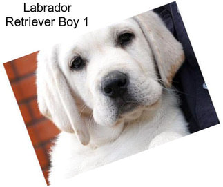 Labrador Retriever Boy 1