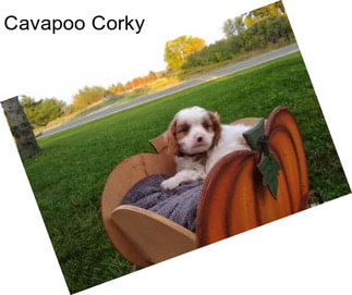 Cavapoo Corky