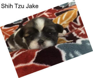 Shih Tzu Jake