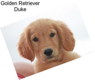 Golden Retriever Duke