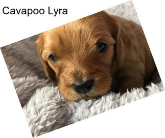 Cavapoo Lyra