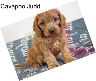 Cavapoo Judd