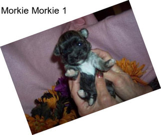 Morkie Morkie 1