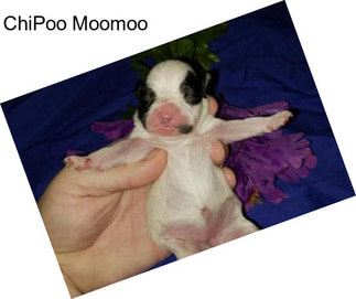 ChiPoo Moomoo