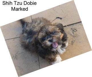 Shih Tzu Dobie Marked