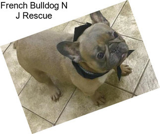 French Bulldog N J Rescue