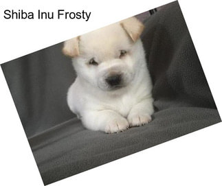 Shiba Inu Frosty