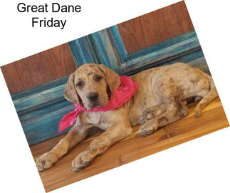 Great Dane Friday