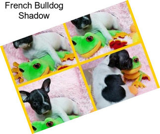 French Bulldog Shadow