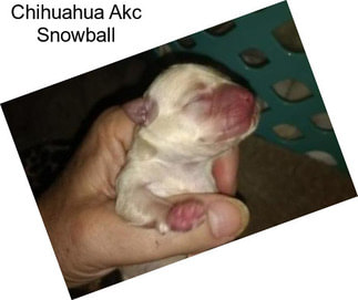 Chihuahua Akc Snowball