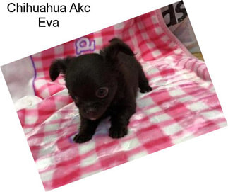 Chihuahua Akc Eva