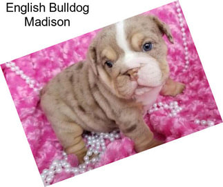 English Bulldog Madison