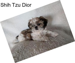 Shih Tzu Dior