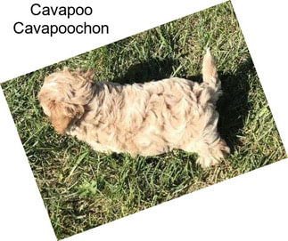 Cavapoo Cavapoochon