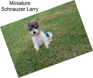 Miniature Schnauzer Larry