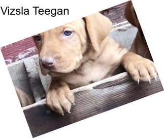 Vizsla Teegan