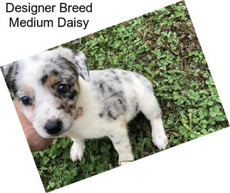 Designer Breed Medium Daisy