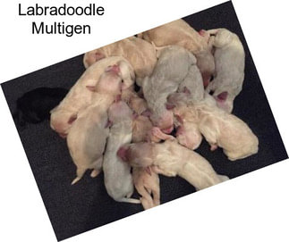 Labradoodle Multigen