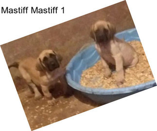 Mastiff Mastiff 1