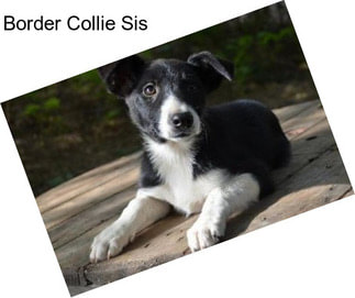 Border Collie Sis